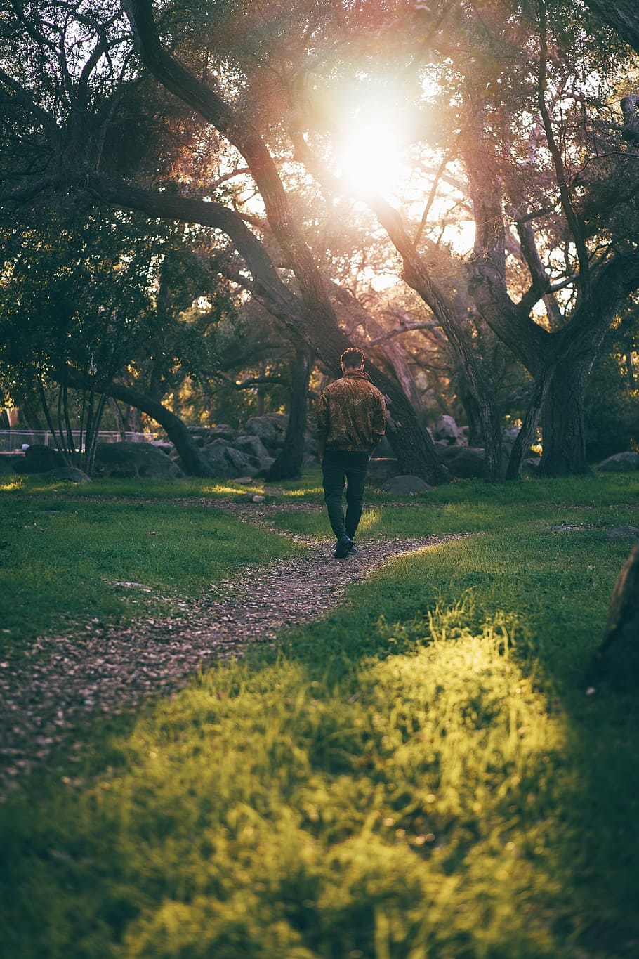 launischer Freitag, Mann, Gehen, Baum, Sonnenlicht, Pfad, Bäume, Pflanze, eine Person, echte Menschen, Rückansicht, Wachstum, Natur, Lebensstile, in voller Länge, Schönheit in der Natur, Gras, Park, Tag, grüne Farbe, Freizeitbeschäftigung, Park - menschgemachter Raum, Land, draußen, Linseneffekt, 5K