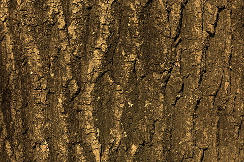 superfície negra, textura, arbre, escorça, fons, estructura, naturalesa, fusta, patró, tribu, registre, oms, tancar, gra, gra de fusta, cap gent, primer pla, marc complet, material de fusta, dia, tronc de l'arbre, tronc, aspre, marró, escorça de la planta, planta, a l'aire lliure, resistent, esquerdat, efecte texturat, fons abstractes, 4K, CC0, domini públic, lliure de regalies