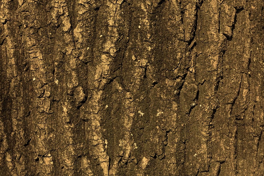 superfície negra, textura, arbre, escorça, fons, estructura, naturalesa, fusta, patró, tribu, registre, oms, tancar, gra, gra de fusta, cap gent, primer pla, marc complet, material de fusta, dia, tronc de l'arbre, tronc, aspre, marró, escorça de la planta, planta, a l'aire lliure, resistent, esquerdat, efecte texturat, fons abstractes, 4K