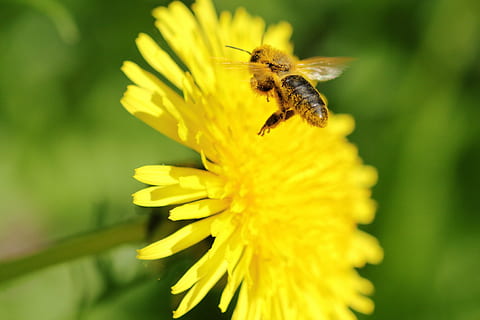 bi, flyg, maskros, blommor, pollen, foder, insekter, trädgård, blommande växt, blomma, bräcklighet, insekt, ryggradslös, sårbarhet, djurteman, kronblad, djur i det vilda, djur-, djurliv, ett djur, skönhet i naturen, friskhet, växt, gul, närbild, blomhuvud, tillväxt, pollinering, inget folk, utomhus, 4K, CC0, offentligt domän, royaltyfria