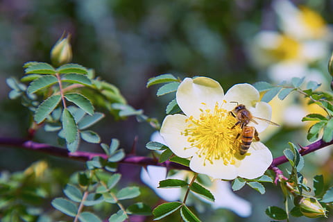 mehiläinen, pölytys, siitepöly, hyönteinen, luonto, kukka, eläin, mesi, hunaja, puutarha, pollinating, pölyttää, keltainen, hunajamehiläinen, kukoistava, kukinta, makro, kevät, kasvi, lentää, kukinnan, työskentely, mehiläishoidon, pölyttäjä, vika, vihreä, mutista, kesä, kerätä, kukkivat, kiinni, Hive, villieläimet, eläinten teemoja, selkärangaton, eläinten villieläimet, eläimiä, kauneus luonnossa, yksi eläin, hauraus, kasvu, lähikuva, tuoreus, terälehti, kukka pää, ei ihmisiä, ulkona, 2K, CC0, public domain, rojaltivapaa