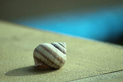 snegl, tom skal, snegl shell, stribet, lys, skygge, dyreliv, skal, dyreskal, dyr, dyre temaer, ingen mennesker, tæt på, et dyr, dyr i naturen, mollusk, selektiv fokusering, hvirvelløse, dag, sand, havsnegle, natur, blå, muslingeskal, jord, kravle, marine, 4K, CC0, offentligt domæne, royaltyfrie
