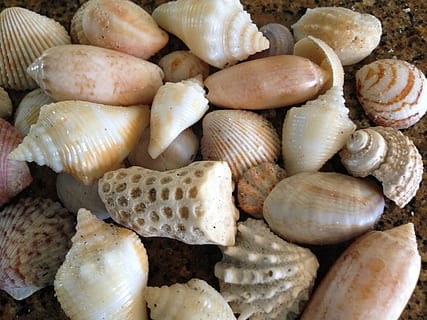 skal, havskaller, hav, skaller, strand, florida, ocean, Gulf Coast, natur, dyreskal, baggrunde, sommer, mad og drikke, mad, friskhed, velvære, tæt på, ingen mennesker, fuld ramme, stilleben, sund kost, stor gruppe af objekter, rå fødevarer, indendørs, dyreliv, dyr, dag, høj vinkel visning, overflod, 2K, CC0, offentligt domæne, royaltyfrie