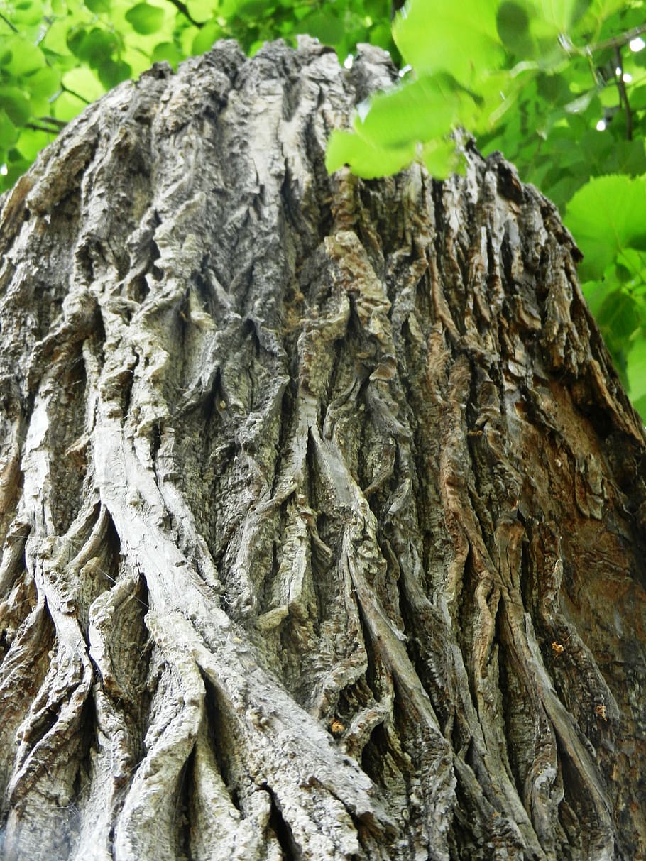 arbre, konar, textura, bosc, tronc, naturalesa, l'escorça, verd, fusta, l'escorça de l'arbre, branca de l'arbre, l'estructura de la, tronc de l'arbre, escorça, planta, full, branca, a l'aire lliure, primer pla, dia, centrar-se en primer pla, creixement, aspre, cap gent, part de la planta, patró, material de fusta, patró natural, escorça de la planta, 4K