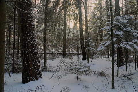 talvi-, lumi, näkymä, metsä, puu, maisema, luonto, valkoinen, Biel, aurinko, varjot, ilta, sää, auringossa, auringon säteet, kylmä lämpötila, kasvi, maa, kauneus luonnossa, runko, puun runko, tyyneys, rauhallinen kohtaus, ei-kaupunkikuvia, maisemat - luonto, ei ihmisiä, valkoinen väri, päällyste, ulkona, kylmä, mänty, mäntymetsät, havupuu, lumisade, 2K, CC0, public domain, rojaltivapaa
