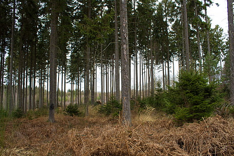 Wald, Jäger, Hütte, Wälder, Jagd, Jäger war, Freude, jagen, Holz, Natur, Barsch, Landschaft, schießen, Gewehr, Bäume, Weg, Waldweg, Wanderung, Jagdsitz, Jägersitz, kann, kann wandern, gehen, Sonne, Herbst, Baum, Kiefer, draußen, keine Leute, Pflanze, Land, Ruhe, Wachstum, Schönheit in der Natur, Nicht-städtische Szene, Baumstamm, Tag, ruhige Szene, Kofferraum, Szenen - Natur, Gras, Umgebung, Kiefernwald, Nadelbaum, Bambuspflanze, 5K, CC0, gemeinfrei, lizenzfrei
