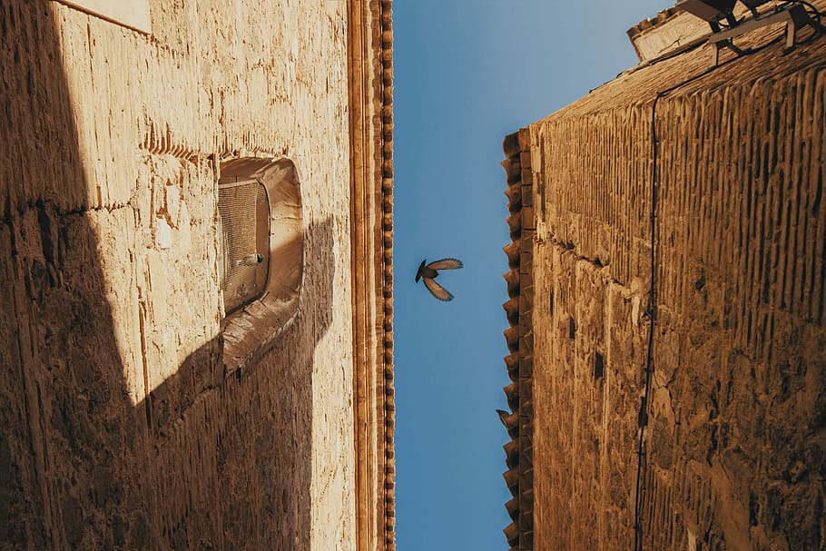 gusano, fotografía de ojos, volador, pájaro, insecto, medio, aire, hormigón, estructuras, claro, azul, cielo, tiempo de día, edificio, fachada, arquitectura, piedra, pared, antiguo, Paloma, águila, volar, naturaleza, día, nadie, material de madera, luz del sol, soleado, al aire libre, cielo limpio, globo, exterior del edificio, estructura construida, temas de animales, animal, invertebrado, vista de ángulo bajo, 5K