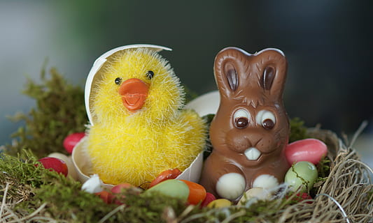 ànec, joguina de conill, cistella, niu de Pasqua, Pasqua, ous de Pasqua, ou, Feliç Pasqua, estrella, pollets, decoració de pasqua, bonic, decoració, tema de pasqua, primavera, tancar, flor, groc, planta, naturalesa, herba, verd, salutacions de pasqua, salutació de pasqua, planta petita, joia, flor de primavera, flora, samuel, feliç, alegre, emoció, sensació, felicitat, humor, satisfet, divertit, targeta de felicitació, decoratiu, pollastre, niu, diversió, colorit, xocolata, tracy, osterkarte, dolç, sucre, osterkorb, ous, animal, celebració, ous d’animals, representació, festa, representació animal, conill de Pasqua, art i artesania, ou de Pasqua, creativitat, menjar, cap gent, vacances - esdeveniment, temes d'animals, conill - animal, figureta, 5K, CC0, domini públic, lliure de regalies