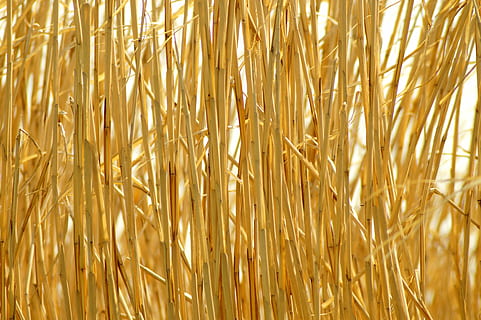 sfondo, cannuccia, d'oro, modello, natura, asciutto, campo, motivo di sfondo, raccogliere, arredamento, bio, struttura, residui colturali, lavoro, rurale, vicino, crescita, pianta, agricoltura, pianta di cereali, raccolto, nessuno, scena rurale, sfondi, color oro, paesaggio, fotogramma intero, avvicinamento, terra, azienda agricola, Grano, giorno, bellezza nella natura, messa a fuoco selettiva, gambo, 4K, CC0, dominio pubblico, privo di copyright