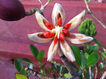 ficus, fruit, star, open, seeds, red, plant, growth, close-up, freshness, flowering plant, flower, inflorescence, beauty in nature, petal, vulnerability, flower head, fragility, no people, nature, leaf, plant part, pollen, focus on foreground, 1080P, CC0, public domain, royalty free