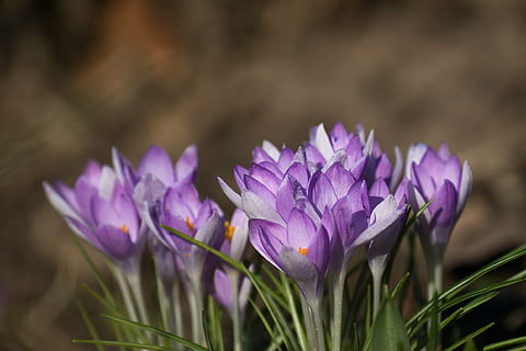 nachový, květiny, zavřít, výstřel, crocus crocus, jaro, velikonoční, květ, brzy bloomer, Příroda, svěžest, nikdo, den, venku, růst, detail, křehkost, kvetoucí rostlina, krása v přírodě, rostlina, zranitelnost, okvětní lístek, krokus, selektivní zaměření, duhovka, pole, přistát, květenství, květu hlavy, záhon, 1080P, CC0, veřejná doména, bez autorských práv