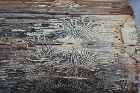 bark, orm, insekt, bille, woodworm, ingen mennesker, tekstureret, tæt på, arkitektur, indendørs, dag, mønster, træ - materiale, Kunst og håndværk, fuld ramme, carving - håndværk produkt, kreativitet, håndværk, baggrunde, historie, gammel, repræsentation, design, menneskelig repræsentation, trækorn, udskæring, 2K, CC0, offentligt domæne, royaltyfrie