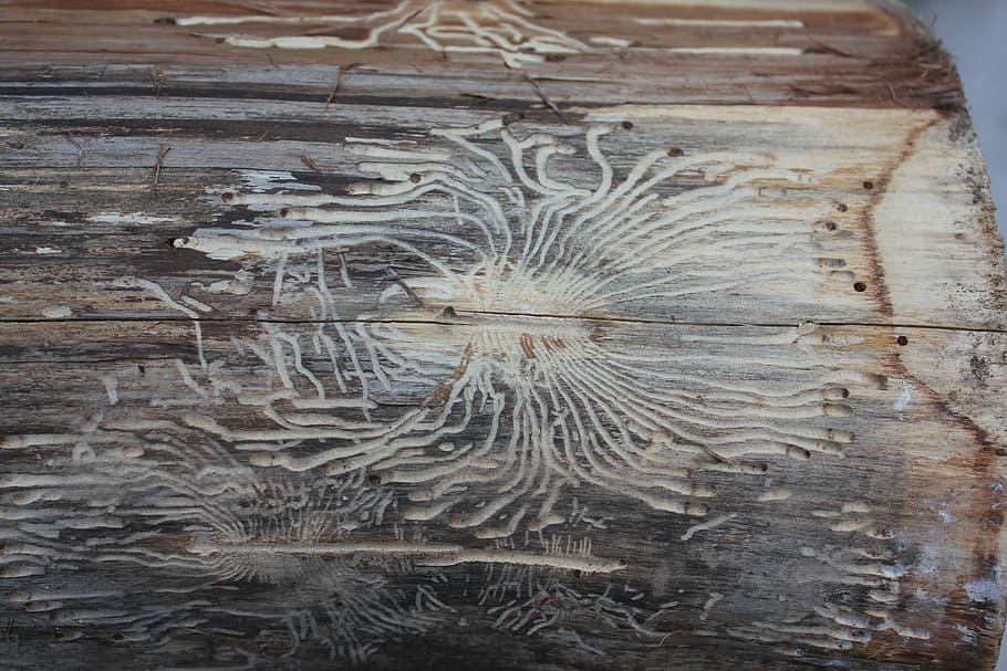 escorça d'arbre, cuc, insecte, escarabat, corba de fusta, cap gent, textura, primer pla, arquitectura, a l'interior, dia, patró, material de fusta, art i artesania, marc complet, talla - producte artesanal, creativitat, artesania, fons, història, antic, representació, disseny, representació humana, gra de fusta, talla, 2K
