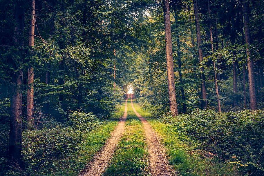 foresta di pforzheim, foto di paesaggio, sentiero nel bosco, traccia, albero, erba, foresta, bosco, luce, gra, wald, verde, sentiero, strada, Germania, foresta Nera, Arbole, camino, pianta, terra, la strada davanti, direzione, la tranquillità, crescita, bellezza nella natura, natura, strada sterrata, scena tranquilla, mezzi di trasporto, scena non urbana, nessuno, scenics - natura, sporco, all'aperto, prospettiva decrescente, albero di conifere, bosco di pini, Pino, pista, 5K