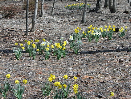 påskeliljer, skov, gulv, forår, Skov, etage, blomster, naturlig, sæson, flor, narcissus, udendørs, plante, vækst, Mark, landdistrikterne, påske, dyrke, blomstre, farverig, naturskøn, landskabet, frisk, botanik, kronblade, havebrug, vild, levende, stilk, liv, pollen, staude, botanisk, skrøbelighed, wildflower, udyrkede, fredelig, elegant, flora, blomst, landbrug, gul, ingen mennesker, natur, blomstrende plante, friskhed, jord, skønhed i naturen, dag, sårbarhed, påskelilje, ro, blomsterstand, blomsterhoved, 2K, CC0, offentligt domæne, royaltyfrie