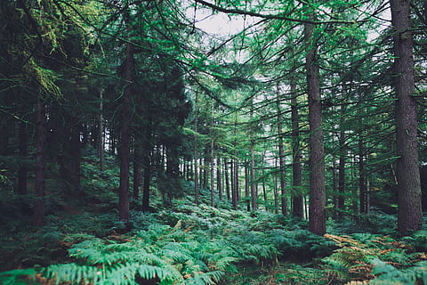 grønn, bladtrær, skog, skogsbakgrunn, furu, natur, trær, miljø, utendørs, skogen, planter, landskap, naturlig, tre, anlegg, land, ro, vekst, skjønnhet i naturen, grønn farge, rolig scene, stamme, trestamme, ingen folk, dag, ikke-urbane scene, naturskjønnhet - natur, frodig løvverk, løvverk, regnskog, bambus - plante, 5K, CC0, offentlig domene, opphavsrett gratis