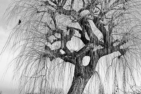 silhueta, pássaro, ilustração de ramo de árvore, árvore, salgueiro, inverno, Corvo, Preto e branco, humor, atmosfera, isolado, natureza, ao ar livre, plantar, ramo, ninguém, árvore nua, visão de baixo ângulo, tronco, dia, tronco de árvore, tranquilidade, crescimento, beleza na natureza, texturizado, temperatura fria, quadro completo, neve, complexidade, 1080P, CC0, domínio público, royalty free