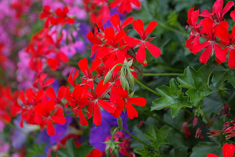 ģerāniju, zieds, zied, sarkans, flora, sarkanā ģerānija, spilgti sarkans, rozā, violets, krāsains, krāsa, pelargonium peltatum, pakārt ģerāniju, kultūras zieds, kultūru, asins sarkanā krāsā, balkona rūpnīca, dziļi sarkans, peltatum hibrīds, efeja ģerāniju, pelargonijs, ģerānijas siltumnīcas, geraniaceae, lielisks paraugs, gultas veļa, pelargonijas māksla, pelargonija hibrīds, balkona zieds, vasaras zieds, raksturs, augu, lapas, ārā, tuvplāns, daudzkrāsains, vasarā, zaļā krāsa, svaigumu, skaistums dabā, izaugsmi, dienā, ziedēšanas augs, ziedlapiņa, augu daļa, nestabilitāte, neaizsargātību, ziedu galva, ziedkopas, nav cilvēku, koncentrēties uz jaunajām zināšanām, Kļavas lapa, puķu pušķis, 5K, CC0, publiskais domēns, bez atlīdzības