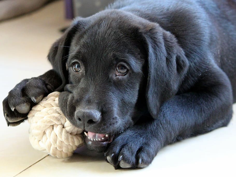 adult, negre, labrador retriever, jugant, blanc, corda, jugar, atordir, gos, mascotes, animals domèstics, un animal, animal, cadell, Labrador negre, mamífer, estirat, caní, temes d'animals, nacional, color negre, relaxació, primer pla, retrat, mirant la càmera, cap gent, a l'interior, retriever, sòls, cap d’animals, ull d’animals, innocència, 4K