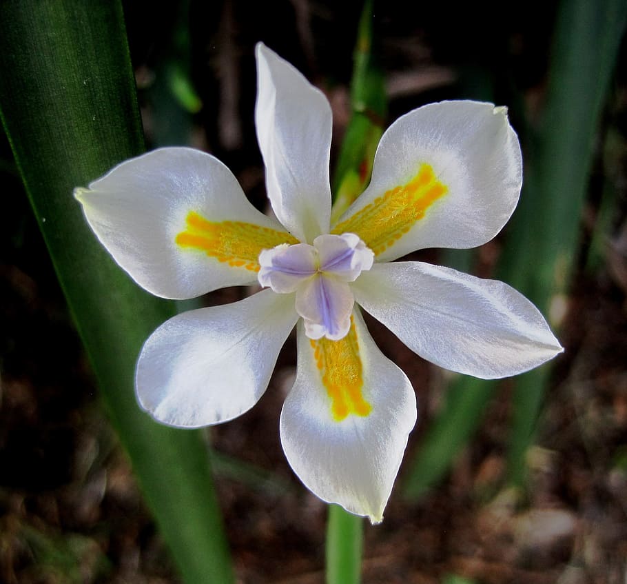fiore, fioritura, iris, selvaggio, bianca, piccolo, puro, marcature, giallo, lilla, giardino, testa di fiore, avvicinamento, petalo, fragilità, Colore bianco, pianta fiorita, vulnerabilità, pianta, bellezza nella natura, infiorescenza, freschezza, crescita, concentrarsi sulle conoscenze acquisite, natura, nessuno, polline, giorno, all'aperto, viola, 2K