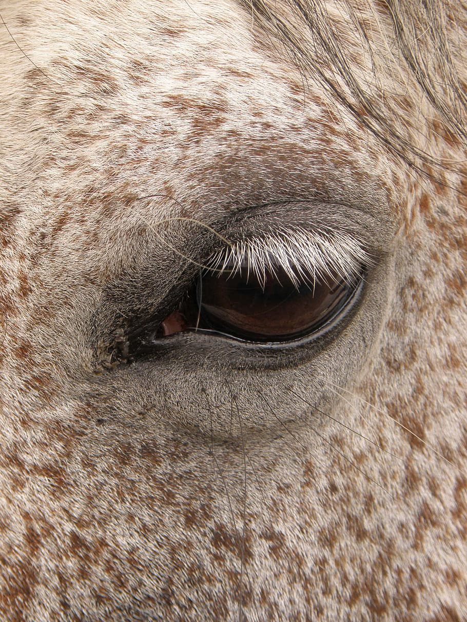 cavall, fosc, ull, algues, blanc, detall, fosc, ull, part del cos dels animals, un animal, temes d'animals, cap d’animals, fauna animal, pèl d’animals, animal, mamífer, vertebrats, animals domèstics, mascotes, nacional, gat, felí, primer pla, cap gent, cabell, marc complet, gat domèstic, bestiar, dia, ull d’animals, cames d’animal, boca d’animals, boca oberta, bigotis, nas animal, 2K