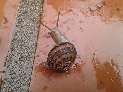 caracol, cáscara, jardín, macro, gasterópodo, planta, baboso, espiral, pequeña, exótico, limo, animal, fauna animal, temas de animales, un animal, molusco, animales en la naturaleza, invertebrado, caparazón de animal, vista de alto ángulo, nadie, día, de cerca, al aire libre, antena animal, aburrimiento, mojado, naturaleza, 2K, CC0, dominio público, libre de derechos