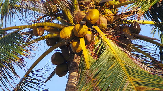 Kokosnussbaum, Obst, coco, Kokosnuss, saftig, Lebensmittel, reif, gesund, frisch, Diät, Vegetarier, natürlich, organisch, köstlich, Ernährung, Gesundheit, Zutat, lecker, Landwirtschaft, roh, nahrhaft, Palme, Baum, Natur, tropisches Klima, Blatt, Flachwinkelansicht, Pflanze, Wachstum, keine Leute, Kokospalme, gesundes Essen, Essen und Trinken, Tag, Pflanzenteil, Himmel, Schönheit in der Natur, Frische, draußen, Palmblatt, tropischer Baum, 1080P, CC0, gemeinfrei, lizenzfrei