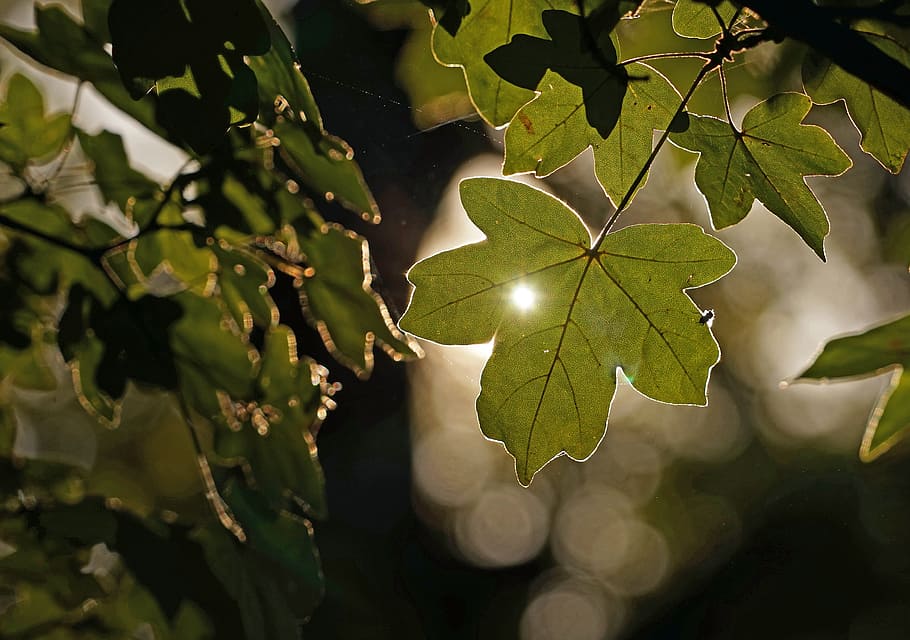 Gegenlicht, hellgrün, Blatt, Grün, grünes Blatt, Pflanze, Landwirtschaft, grüne Farbe, Natur, Obst, Baum, Pflanzenteil, Wachstum, Schönheit in der Natur, Nahansicht, keine Leute, Sonnenlicht, Ast, Tag, draußen, Fokus auf den Vordergrund, Ruhe, Hintergründe, selektiver Fokus, Vollbild, Frische, 4K