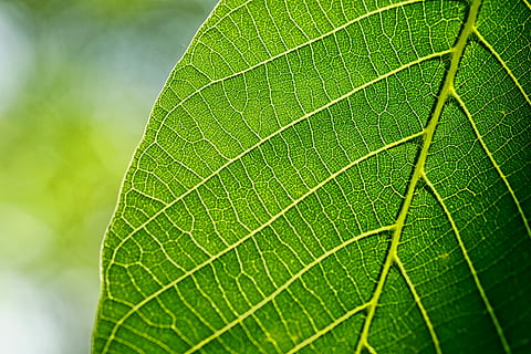 Foto, grøn, blad, blade, valnødblad, forår, makro, baglygte, grøn farve, plante del, bladvenen, tæt på, plante, natur, skønhed i naturen, ingen mennesker, dag, vækst, fuld ramme, udendørs, baggrunde, naturligt mønster, miljø, tekstureret, selektiv fokusering, fokus på forgrunden, 5K, CC0, offentligt domæne, royaltyfrie