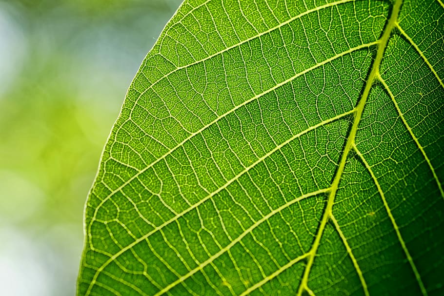foto, verd, full, fulles, fulla de nou, primavera, macro, llum de fons, color verd, part de la planta, vena de la fulla, primer pla, planta, naturalesa, bellesa a la natura, cap gent, dia, creixement, marc complet, a l'aire lliure, fons, patró natural, medi ambient, textura, enfocament selectiu, centrar-se en primer pla, 5K