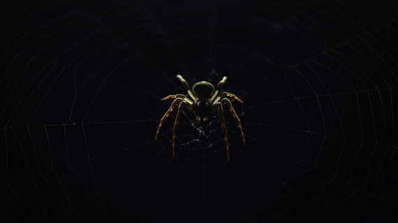 spin, insect, natuur, web, donker, buitenshuis, dierlijke thema's, één dier, dier, ongewerveld, geleedpotige, spinachtige, dieren in het wild, spinnenweb, detailopname, dierenleven, zwarte achtergrond, dierlijke lichaamsdeel, breekbaarheid, geen mensen, lichaamsdeel, studio opname, dierlijk been, lidmaat, giftig, 5K, CC0, publiek domein, royaltyvrij