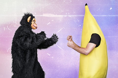 fighting, Gorilla, Banana man, animals, whimsical, lazy, monkey, banana, fight, silly, goofy, funny, wierd, colorful, ape, costume, aggressive, animal, one Person, color Image, chimpanzee, people, one man only, outdoors, day, warm clothing, mammal, primate, arts culture and entertainment, yellow, fashion, black color, fun, adult, clothing, striped, indoors, glamour, luxury, 5K, CC0, public domain, royalty free