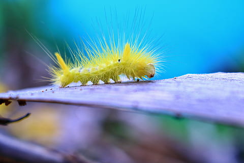 giallo, bruco, grigio, stelo, insetto, insetti, bug, Vietnam, selvaggio, naturale, un animale, fauna selvatica, temi animali, messa a fuoco selettiva, nessuno, avvicinamento, animali allo stato selvatico, scienza, natura, giorno, animale, invertebrato, verme, strisciando, bellezza nella natura, macro, pianta, all'aperto, piccolo, velenoso, occhio animale, 5K, CC0, dominio pubblico, privo di copyright