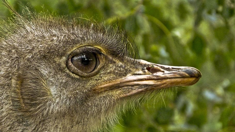 stucc, becco, capo, temi animali, animale, animali allo stato selvatico, un animale, fauna selvatica, uccello, parte del corpo animale, avvicinamento, vertebrato, testa di animale, concentrarsi sulle conoscenze acquisite, nessuno, occhio animale, natura, uccello rapace, occhio, giorno, all'aperto, vista laterale, vista profilo, 4K