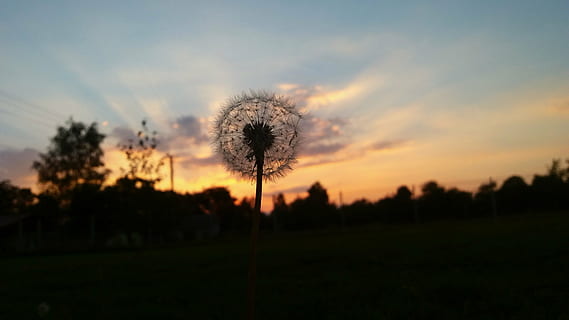sunset, dandelion, the plot, west, the sun, nature, summer, sky, outdoors, tree, beauty in nature, plant, tranquility, tranquil scene, growth, silhouette, scenics - nature, field, cloud - sky, land, landscape, environment, flower, no people, freshness, flower head, dandelion seed, 2K, CC0, public domain, royalty free