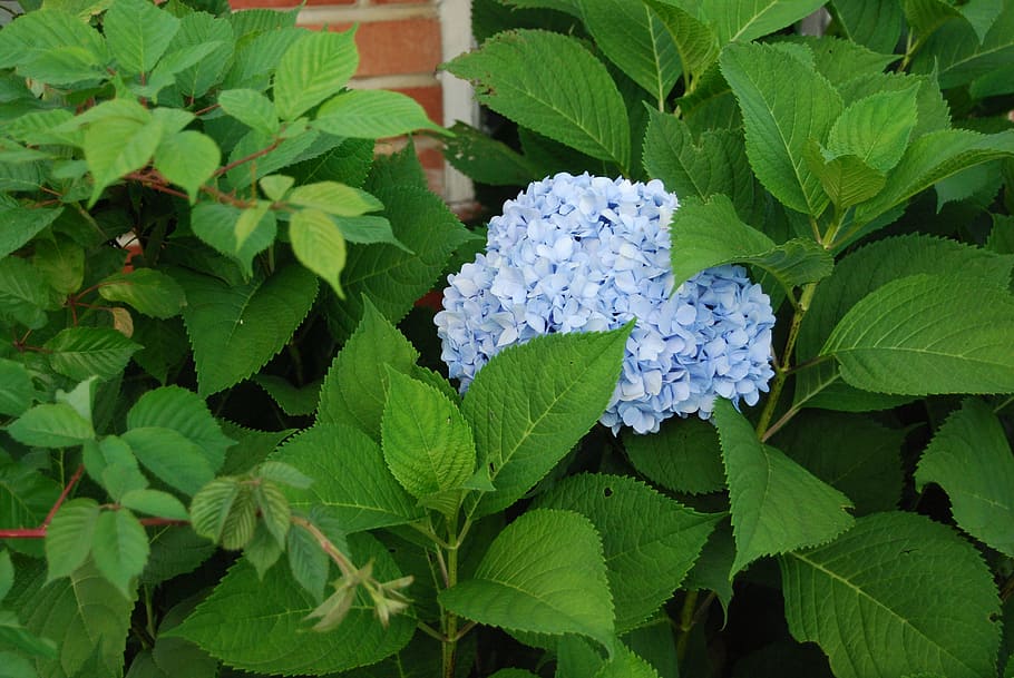ortensia, blau, cluster, Hortensia blava, flor, flora, florir, floral, fulles, jardí, jardineria, naturalesa, full, planta, color verd, estiu, a l'aire lliure, creixement, part de la planta, primer pla, bellesa a la natura, dia, frescor, cap gent, vista d’angle alt, Color blanc, vulnerabilitat, fragilitat, verd, 4K