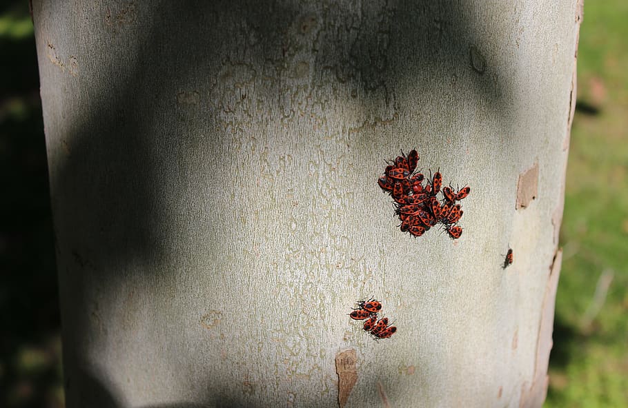 gândaci, insecte, textură, textura mare, roșii roșii, natură, copac, zi, nici o persoana, să se concentreze asupra primelor elemente, a închide, în aer liber, trunchi de copac, trompă, plantă, roșu, furnică, nevertebrat, animal, texturată, selectiv, animale tematice, grup mare de animale, creştere, sânge, 5K