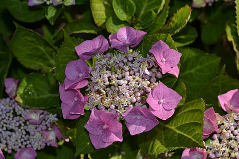 hortenzie, kytice, zahrada, Příroda, nachový, letní, rostlina, květ, list, kvetoucí rostlina, svěžest, krása v přírodě, růst, rostlinné části, křehkost, zranitelnost, okvětní lístek, detail, růžová barva, zelená barva, květu hlavy, den, nikdo, květenství, venku, jaro, šeřík, 4K, CC0, veřejná doména, bez autorských práv
