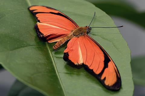 tæt på, Foto, orange, sort, sommerfugl, sort sommerfugl, insekt, vinge, flyve, øjne, dyr, blad, ben, tæt, tegning, passionsblume sommerfugl, dryas julia, natur, lille, hoved, væsen, flyvende insekt, dyr verden, sommerfuglhus, sommerfugl - insekt, dyr i naturen, grøn farve, hvirvelløse, plante del, dyreliv, dyre temaer, et dyr, dyrefløj, skønhed i naturen, ingen mennesker, plante, orange farve, selektiv fokusering, dag, udendørs, 4K, CC0, offentligt domæne, royaltyfrie