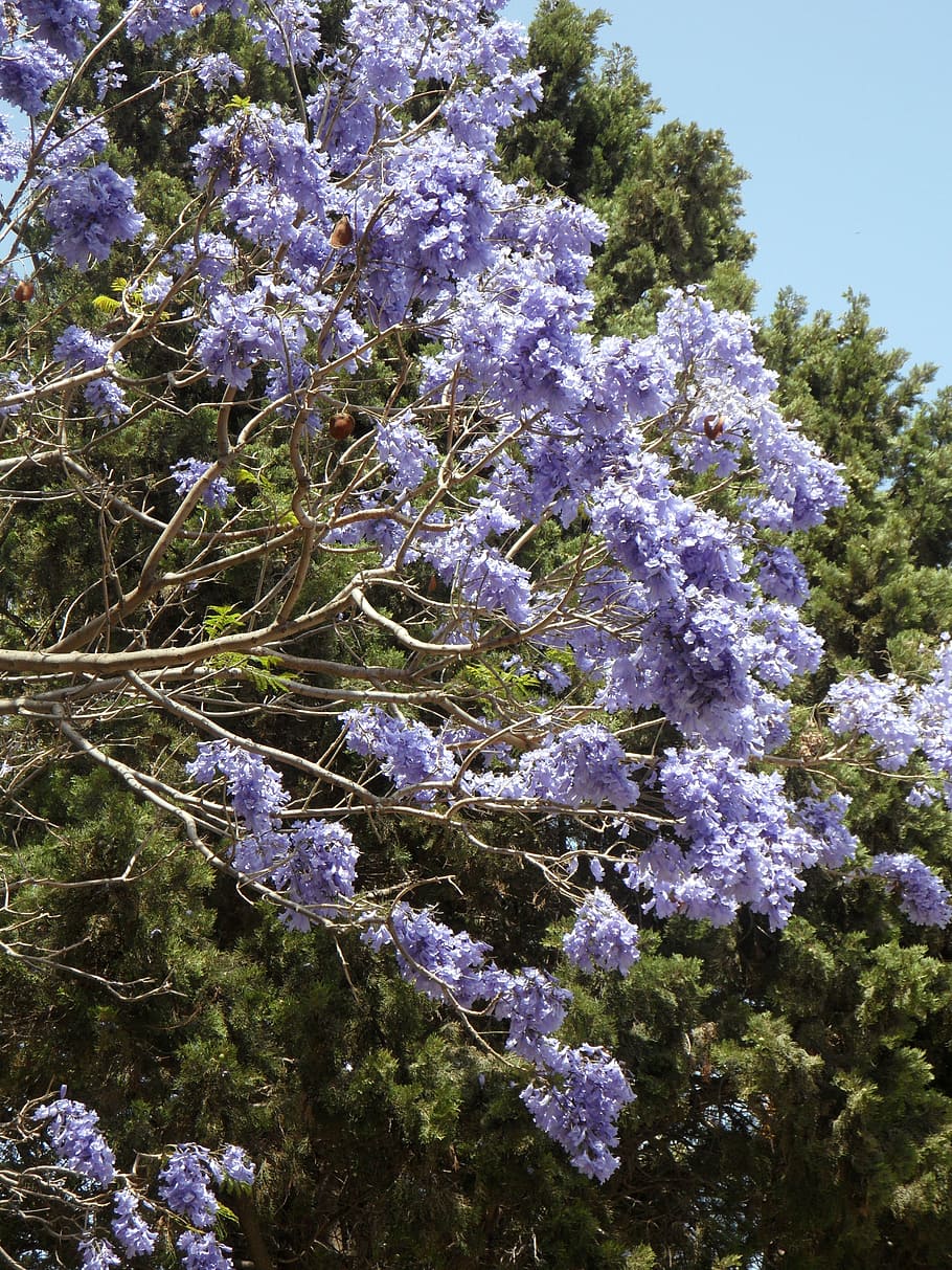 flor, florir, flors, arbre, jacaranda, naturalesa, porpra, planta, blau, a l'aire lliure, primavera, creixement, bellesa a la natura, planta amb flors, fragilitat, dia, vulnerabilitat, frescor, cap gent, glicines, primer pla, branca, vinya, terra, espígol, lila, 4K