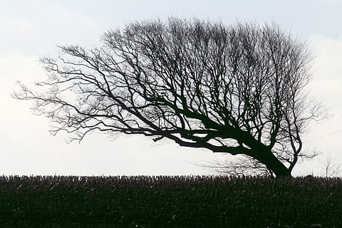 silueta, marchit, arbre, carpes, faig, windschief, vent de cor, tardor, humor, corona, cobert, arkebek, dithmarschen, naturalesa, branca, a l'aire lliure, herba, planta, camp, medi ambient, terra, cel, paisatge, arbre nu, bellesa a la natura, tranquil·litat, escenics - natura, escena tranquil·la, cap gent, escena no urbana, creixement, dia, aïllat, 5K, CC0, domini públic, lliure de regalies