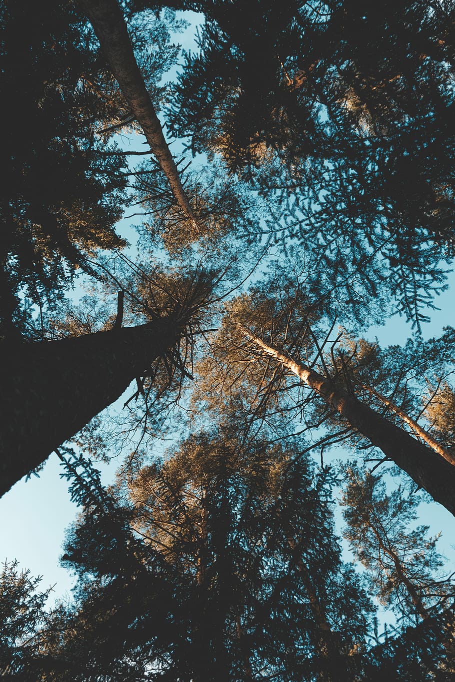 fotografia di lombrichi, alberi, alto, cielo, freddo, inverno, la neve, albero, pianta, Inquadratura dal basso, crescita, la tranquillità, bellezza nella natura, ramo, natura, nessuno, foresta, baldacchino di albero, giorno, alto - alto, tronco, tronco d'albero, terra, autunno, direttamente sotto, all'aperto, modificare, albero di conifere, 5K
