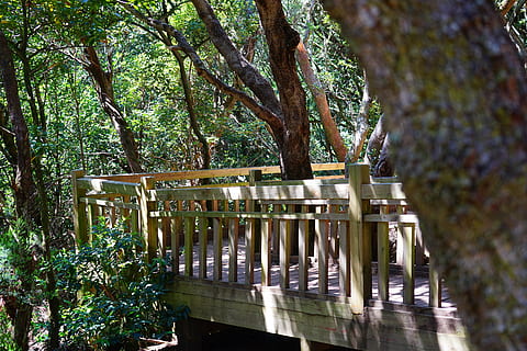 Netz, Brücke, Wald, Weg, Pfad, Teneriffa, anaga landschaftspark, Parque Rural de Anaga, anaga, Anaga-Gebirge, weg spürt er, Lorbeerwald, Märchenwald, Baum, Pflanze, Kofferraum, Baumstamm, Natur, Tag, Wachstum, keine Leute, Holz - Material, Park, draußen, gebaute Struktur, Ruhe, Park - menschgemachter Raum, Sitz, Sonnenlicht, leeren, die Architektur, Land, 5K, CC0, gemeinfrei, lizenzfrei