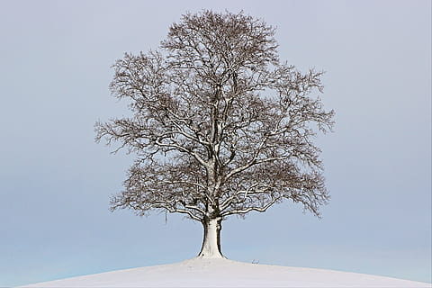 snow, covered, bare, tree, winter, landscape, mood, wintry, nature, time of year, seasons, four seasons, plant, sky, branch, beauty in nature, bare tree, no people, tranquility, single tree, clear sky, day, scenics - nature, cold temperature, environment, growth, low angle view, tree trunk, tranquil scene, outdoors, 4K, CC0, public domain, royalty free