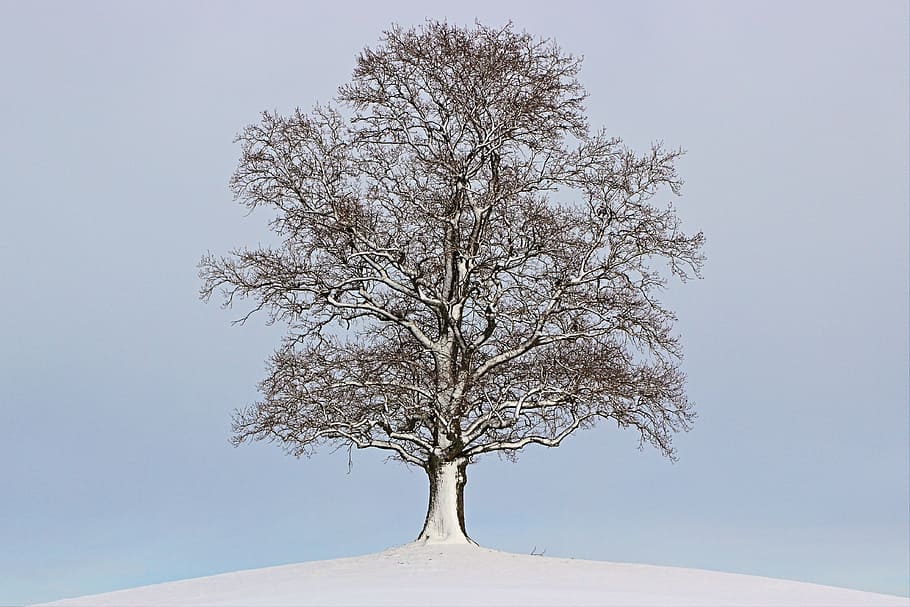 sne, dækket, bar, træ, vinter, landskab, humør, vinterlige, natur, tid på året, sæsoner, fire sæsoner, plante, himmel, afdeling, skønhed i naturen, bare træ, ingen mennesker, ro, enkelt træ, skyfri himmel, dag, scenics - natur, kold temperatur, miljø, vækst, lav vinkel visning, træstamme, rolig scene, udendørs, 4K