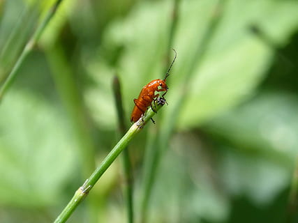 weevil, hmyz, antény, zeleň, drobný, jednoho zvířete, zvířata ve volné přírodě, zelená barva, zvířat, Příroda, zvíře, bezobratlý, detail, rostlina, nikdo, den, růst, rostlinné části, krása v přírodě, zaměřit se na popředí, list, selektivní zaměření, venku, stéblo trávy, 1080P, CC0, veřejná doména, bez autorských práv
