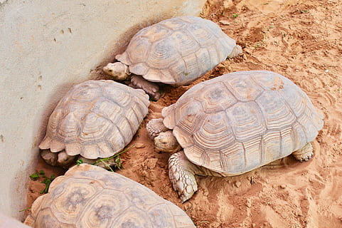 turtle, tortoise, shell, reptile, slow, animal wildlife, animal themes, animal, animal shell, land, animals in the wild, vertebrate, nature, tortoise shell, group of animals, sand, no people, animals in captivity, outdoors, zoology, sea, marine, 2K, CC0, public domain, royalty free