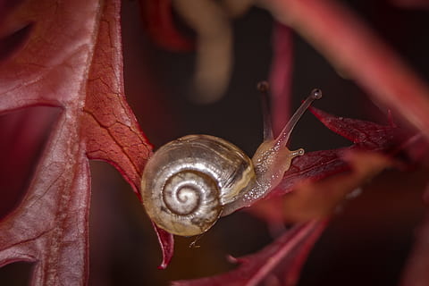 caracol, macro, alojamiento, cáscara, cerrar, naturaleza, molusco, animal, despacio, caparazón de caracol, caracoles, moco, un animal, fauna animal, temas de animales, invertebrado, de cerca, gasterópodo, animales en la naturaleza, parte del cuerpo del animal, rojo, antena animal, caparazón de animal, centrarse en primer plano, arrastrándose, parte de la planta, nadie, lluvia, 4K, CC0, dominio público, libre de derechos