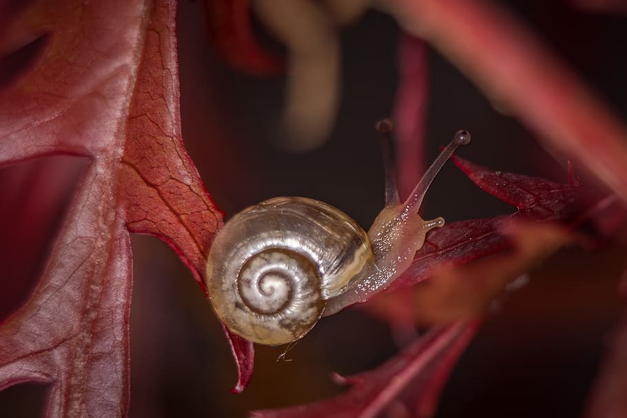 cargol, macro, habitatge, shell, tancar, naturalesa, mol·lusc, animal, lentament, closca de cargol, cargols de cargol, mucositat, un animal, fauna animal, temes d'animals, invertebrat, primer pla, gasteròpode, animals a la natura, part del cos dels animals, vermell, antena animal, closca d’animals, centrar-se en primer pla, rastreig, part de la planta, cap gent, pluja, 4K