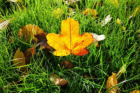Blatt, Herbstblatt, Gras, gefallenes Blatt, Herbstfarben, saisonal, November, Gelb, rot, rostrot, Pflanze, Pflanzenteil, Herbst, Land, Feld, Natur, grüne Farbe, Veränderung, Schönheit in der Natur, trocken, Wachstum, keine Leute, Tag, Nahansicht, Ahornblatt, Verletzlichkeit, Zerbrechlichkeit, draußen, Blätter, natürlicher Zustand, 4K, CC0, gemeinfrei, lizenzfrei